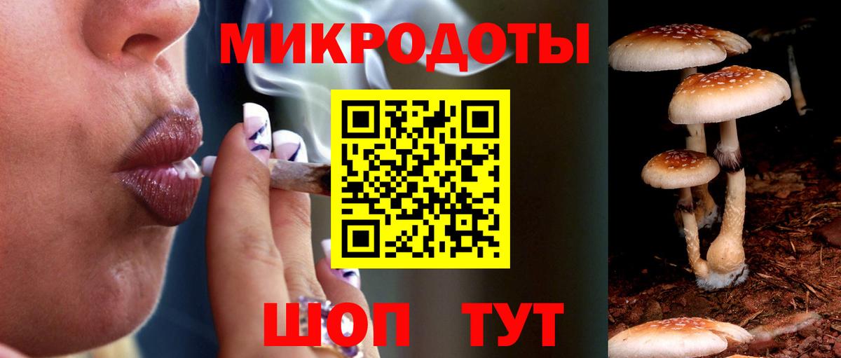 Галлюциногенные грибы Psilocybe Будённовск